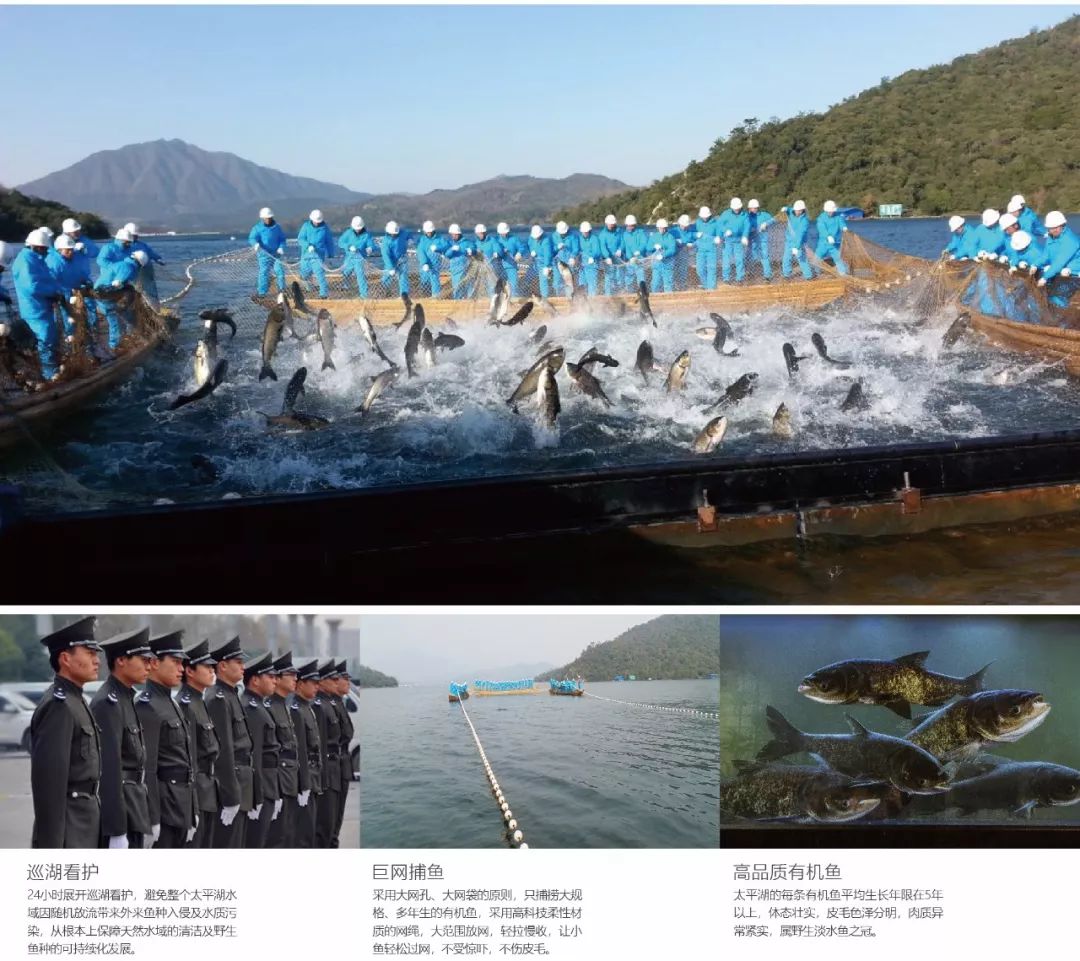 秀水太平湖，鱼儿更美味